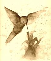 Colibri sepia
