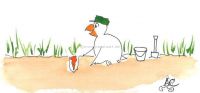 Carrot picking